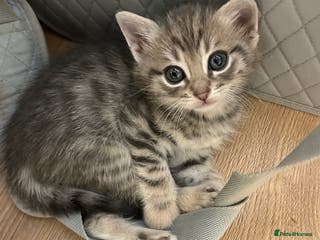 Mixed Breed cats 8 weeks old Kittens lovely kittens - Advert 3