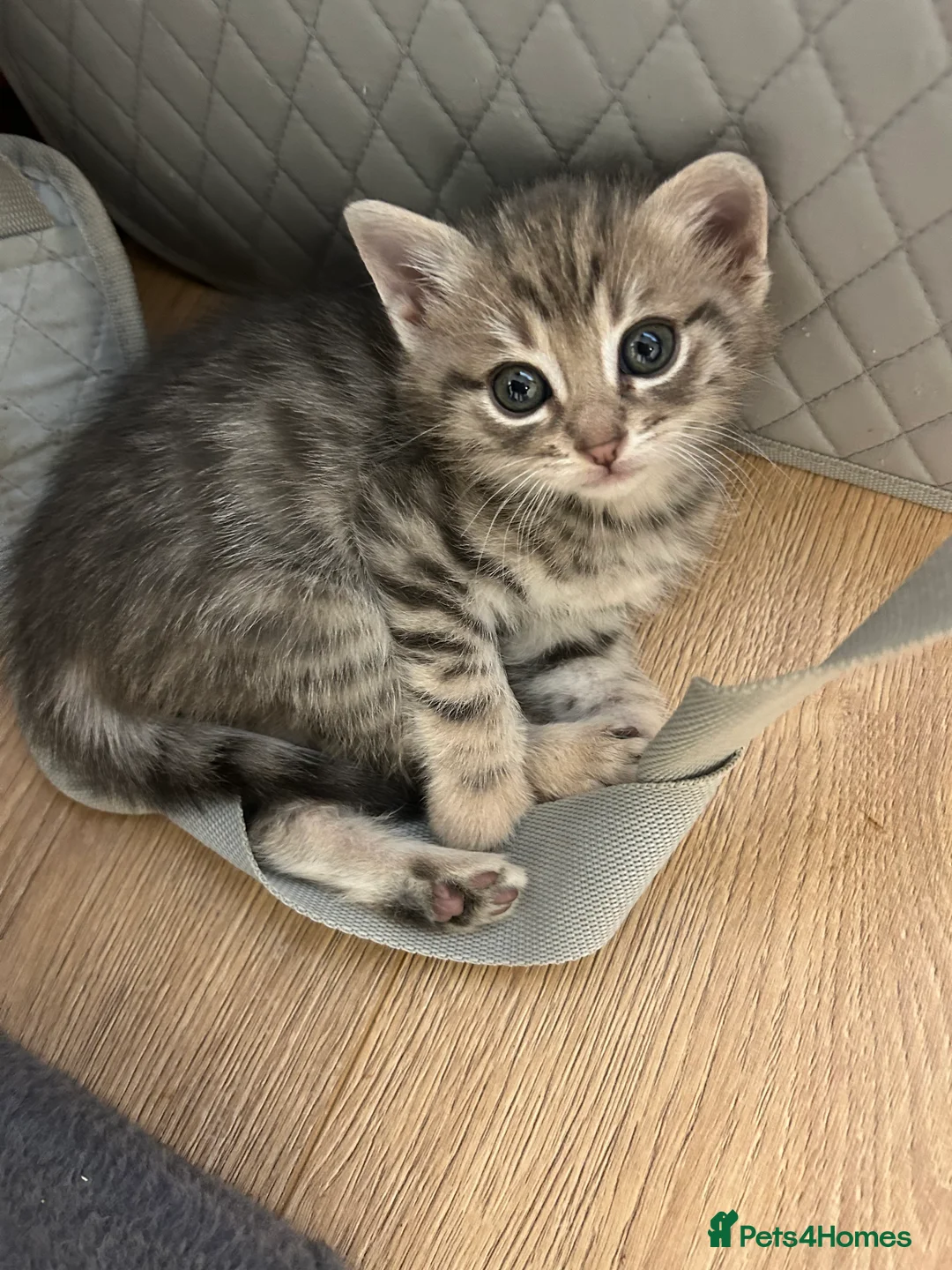 Mixed Breed cats for sale: 8 weeks old Kittens lovely kittens  - Advert 1