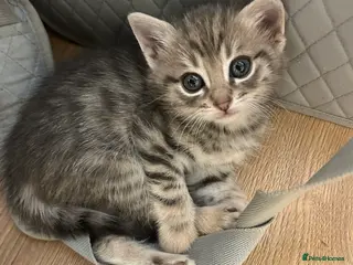 Mixed Breed cats 8 weeks old Kittens lovely kittens - Advert 6