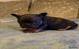 French Bulldog dogs for sale: Beautiful French bulldog  - Advert 11