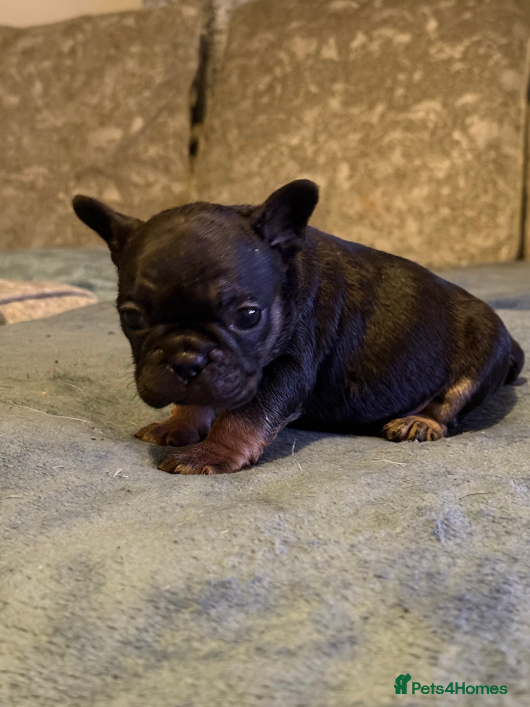 French Bulldog dogs for sale: Beautiful French bulldog  - Advert 11