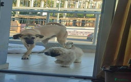 Mixed Breed dogs for adoption: Bobi! - Image 6