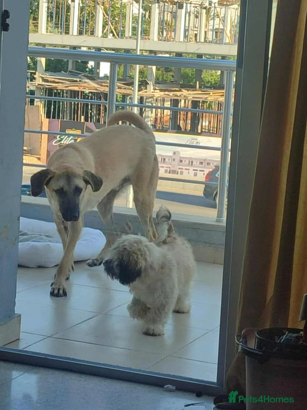 Mixed Breed dogs for adoption: Bobi! - Advert 6