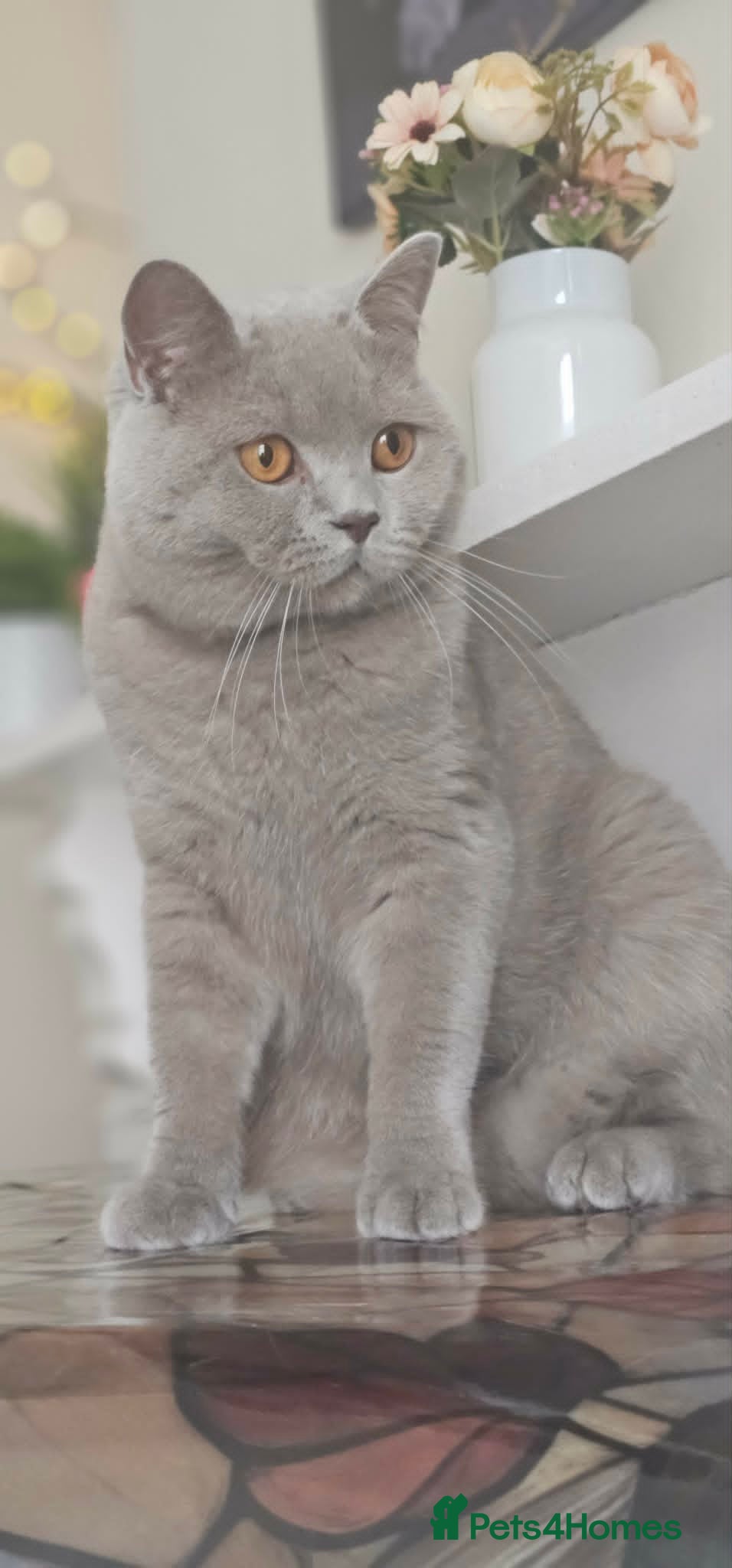 British Shorthair cats GCCF British Shorthair STUD - Advert 1