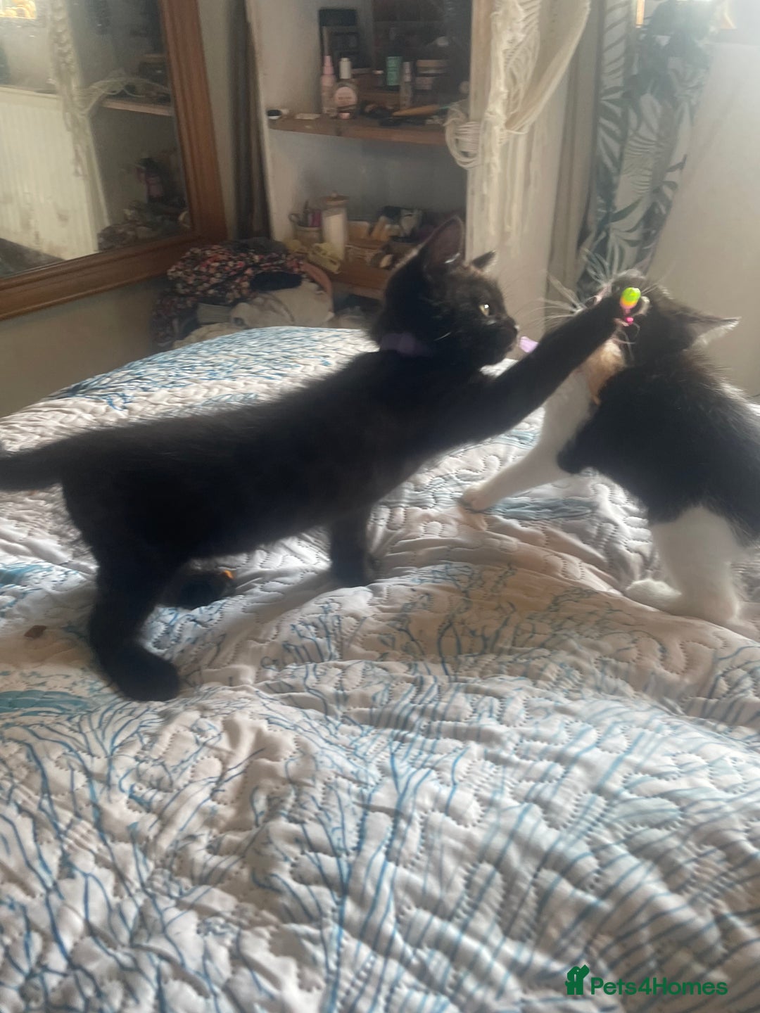 British Shorthair cats for sale: 2 kittens male black & white. Female black £100  - Image 2
