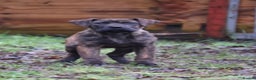 Presa Canario dogs for sale: Presa Canario Puppies (Recognised Breeder) - Advert 6