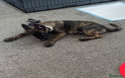 Belgian Shepherd Dog dogs for sale: Male Dutch sheperd - Image 2