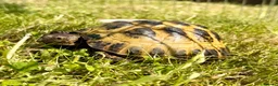 Tortoise reptiles for sale: Horsfield tortoise in Stockton-on-Tees - Advert 2