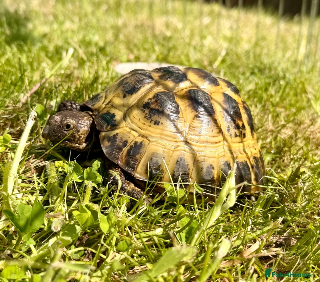 Tortoise reptiles for sale: Horsfield tortoise in Stockton-on-Tees - Advert 2