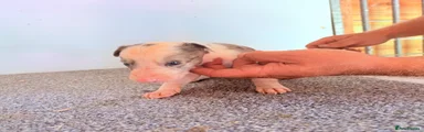 Mixed Breed 6