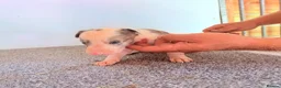 Mixed Breed dogs for sale: Collie bull greyhound  in Darlington - Advert 9