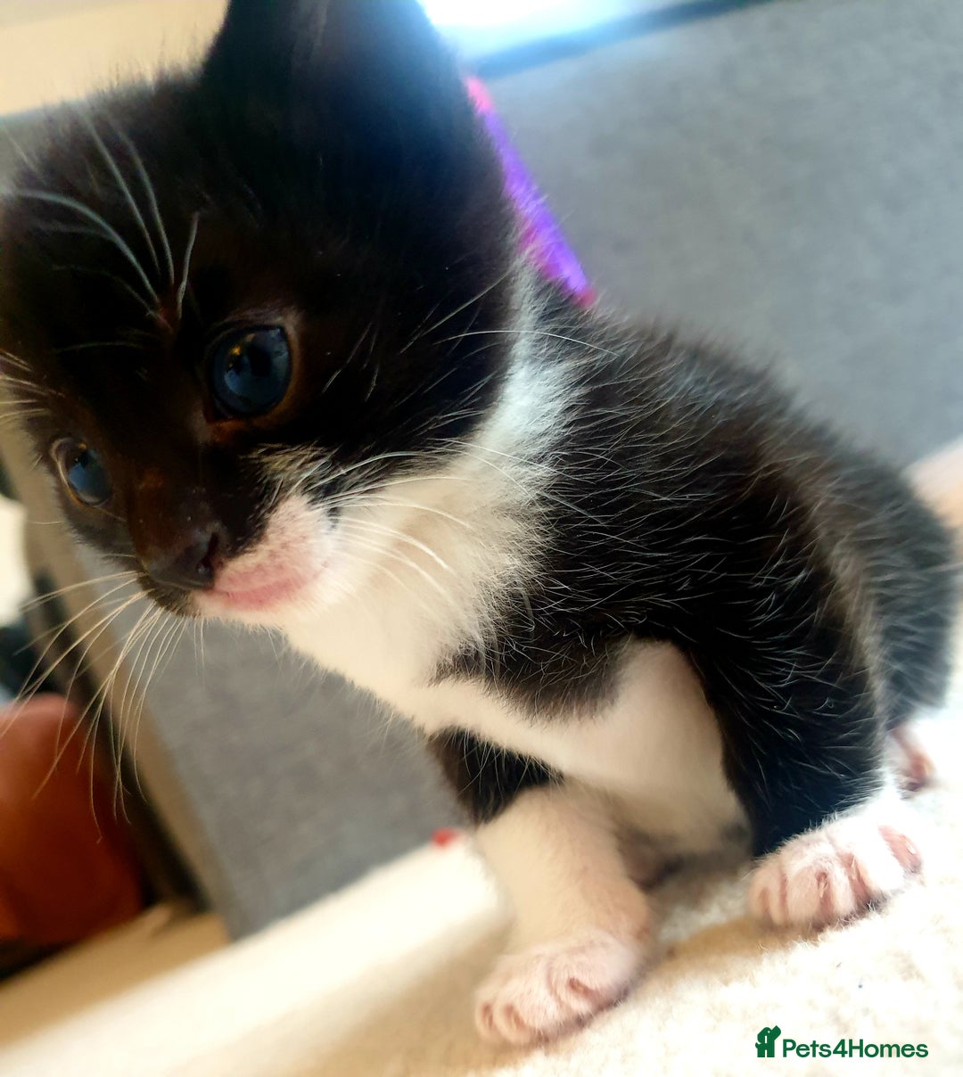 Mixed Breed cats for sale: Sweet Black & White & Tabby Kittens - Image 8