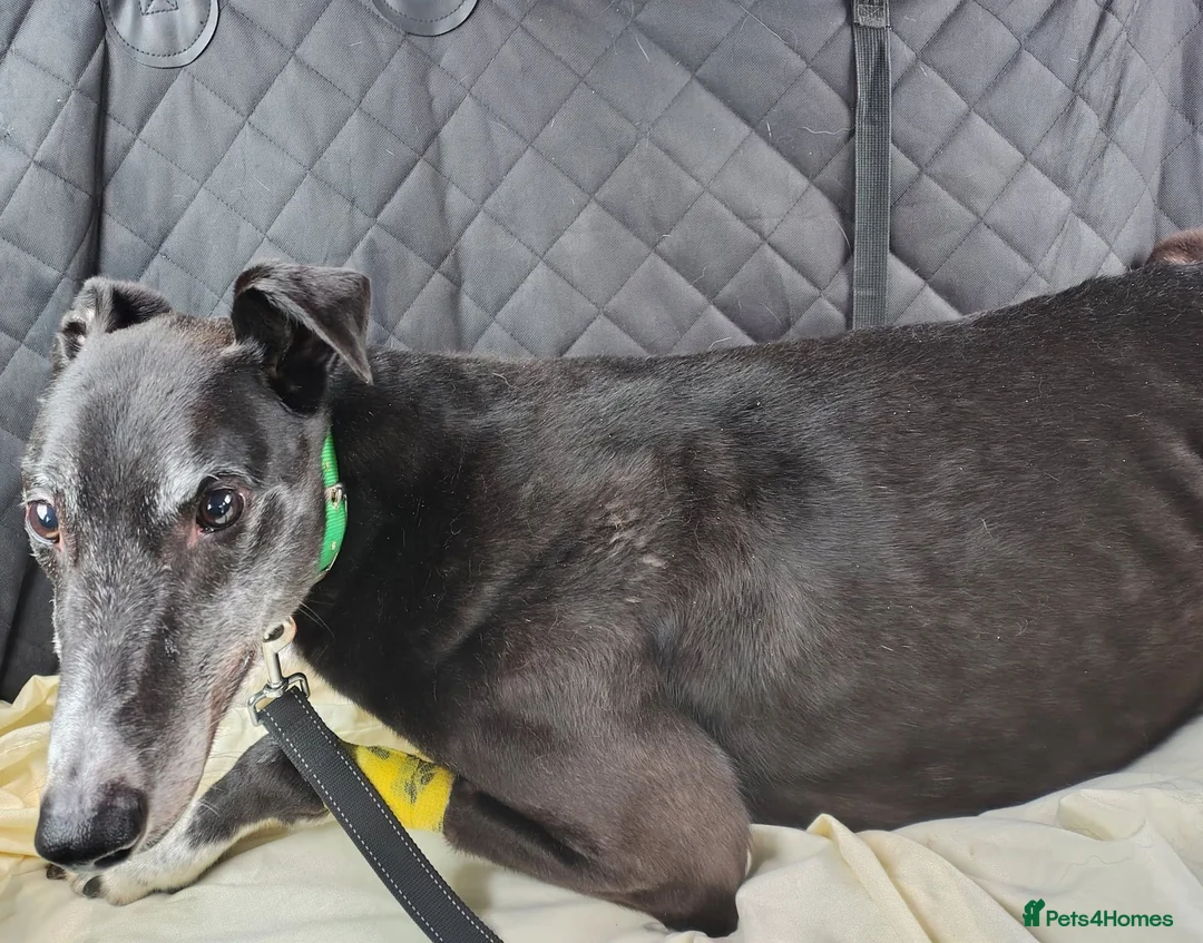 Greyhound dogs for adoption: ***FERN RESCUE* 8 YR OLD GREYHOUND FOR ADOPTION*** in Glasgow - Advert 4