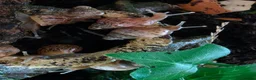 Snails invertebrates for sale: Giant african land snails - Advert 3