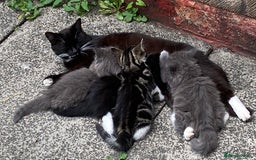 Mixed Breed cats for sale: Sweet male kitten - Image 3