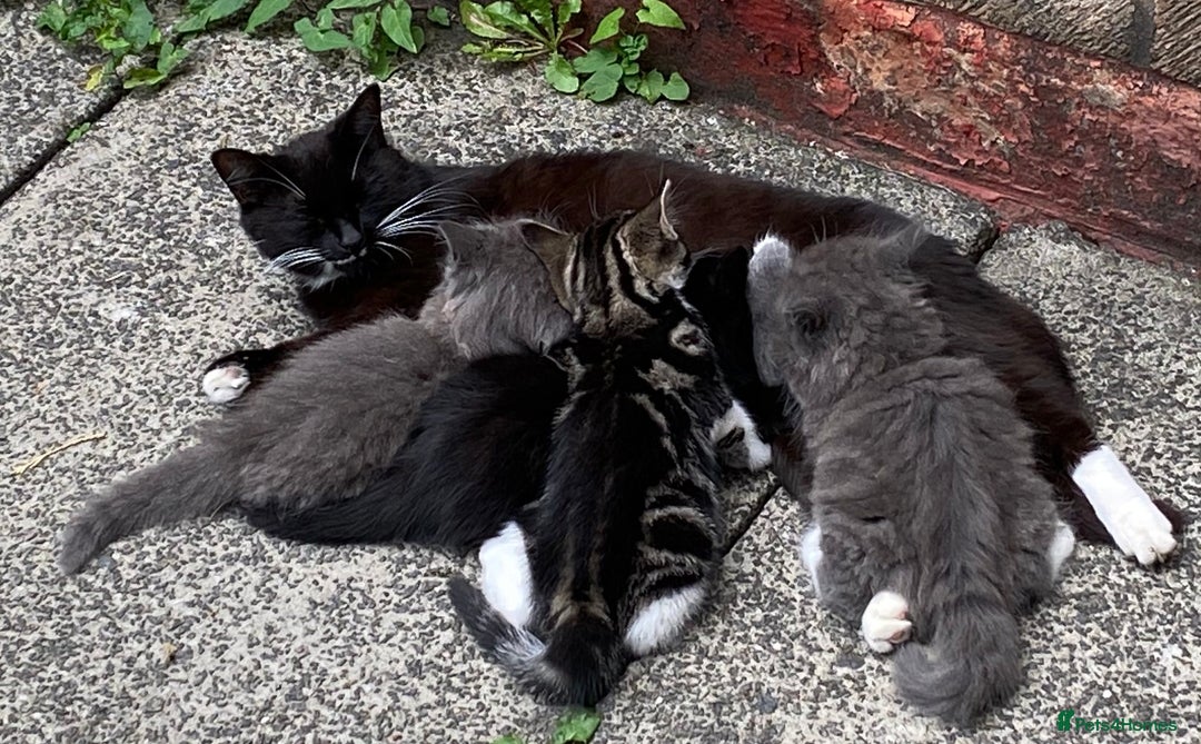 Mixed Breed cats for sale: Sweet male kitten - Image 3