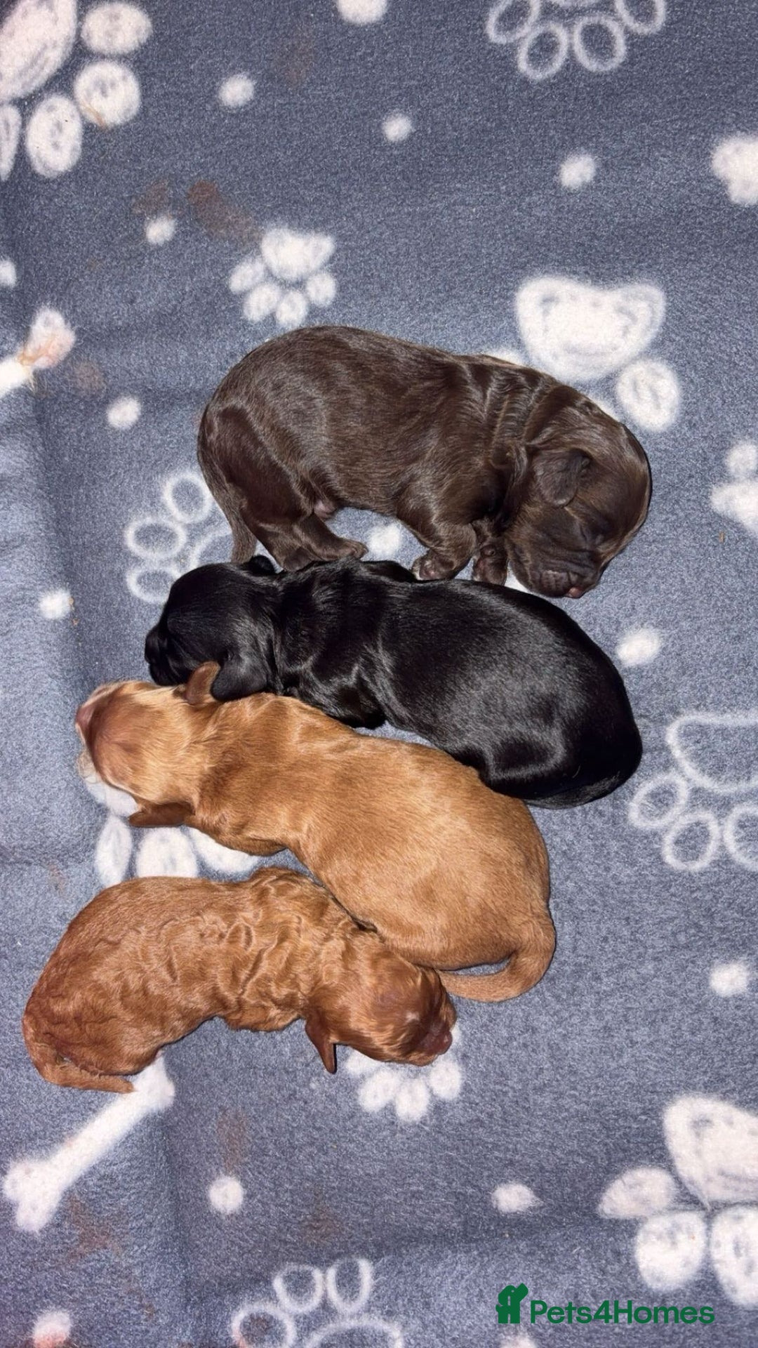 Cockapoo dogs for sale: F2 cockerpoo puppies  - Advert 23