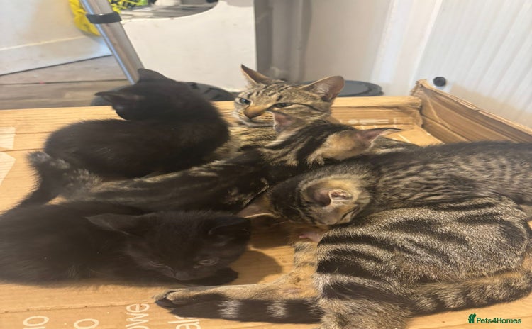 Mixed Breed cats - Advert 4