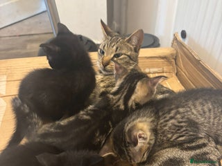 Mixed Breed cats - Advert 4