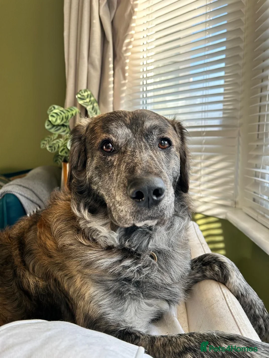 Mixed Breed dogs for adoption: Albie - Advert 7