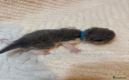 British Shorthair cats for sale: Pure British Shorthair Kittens😻🥇🏆Champion Line - Image 13