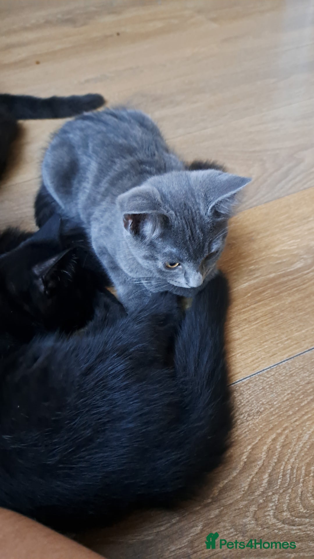 Russian Blue cats for sale: Adorable Russian Blue X Chantilly Tiffany Kittens! - Image 17