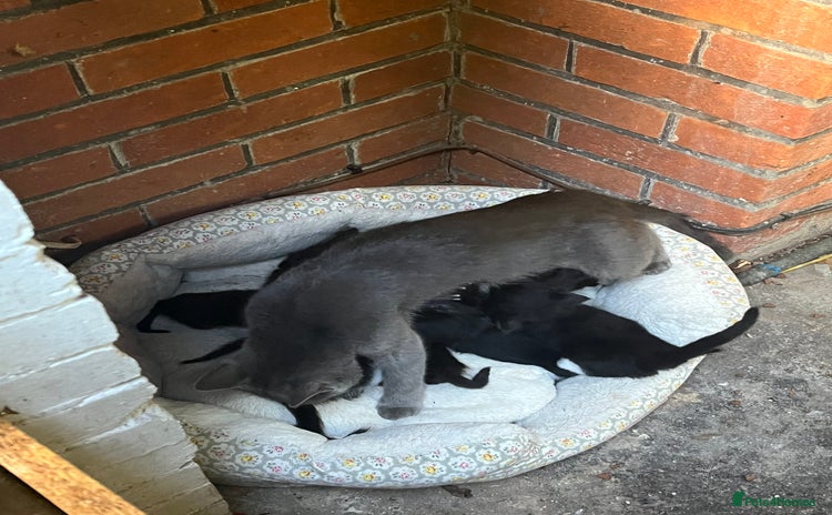 Domestic Shorthair cats - Advert 2