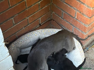 Domestic Shorthair cats - Advert 32