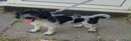 Mixed Breed dogs for sale: Bruno  - Advert 2