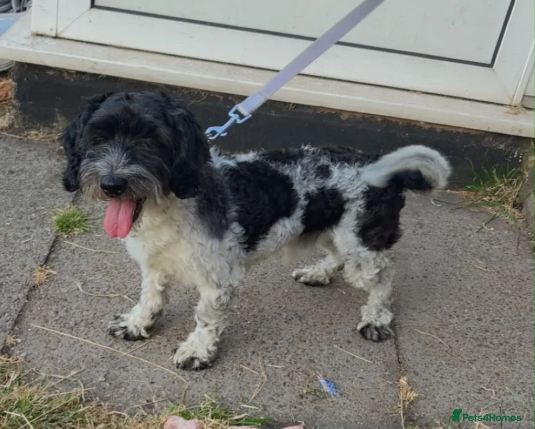 Mixed Breed dogs for sale: Bruno  - Advert 2