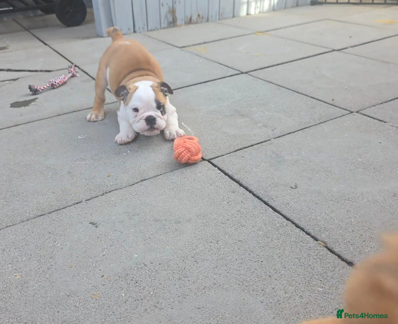 English Bulldog dogs for sale: English bulldog pups kc reg (READY NOW)   - Advert 3