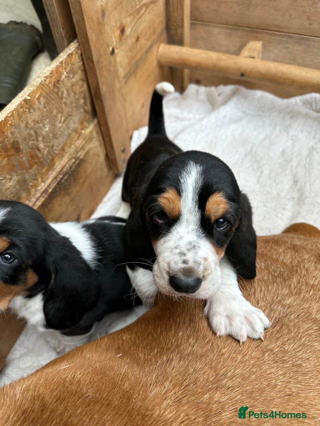 Basset Hound dogs for sale: Traditional Basset pups  - Image 2