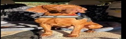 Hungarian Vizsla dogs for sale: KC registered Hungarian Viszla puppies - Advert 9