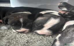 Cane Corso dogs for sale: Cane corso puppies - Image 2