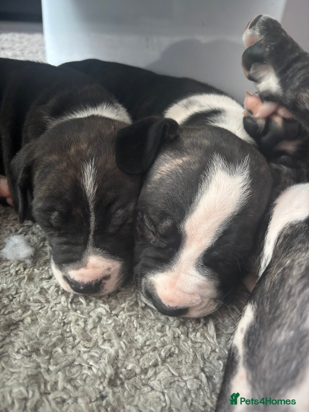 Cane Corso dogs for sale: Cane corso puppies - Image 2