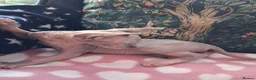 Sphynx cats for sale: Sphynx kittens - Advert 7