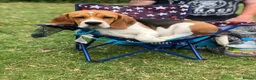 Beagle dogs for sale: *Buddy* lovely kc reg beagle male family boy - Advert 11