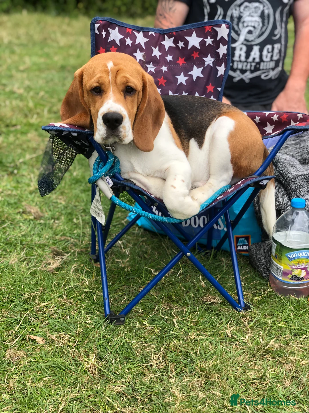 Beagle dogs for sale: *Buddy* lovely kc reg beagle male family boy - Advert 11