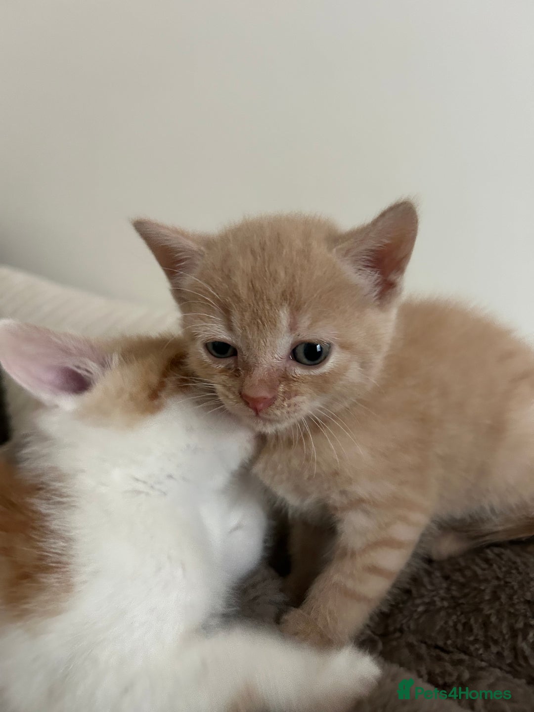 Mixed Breed cats for sale: Beautiful Kittens for sale - Image 5