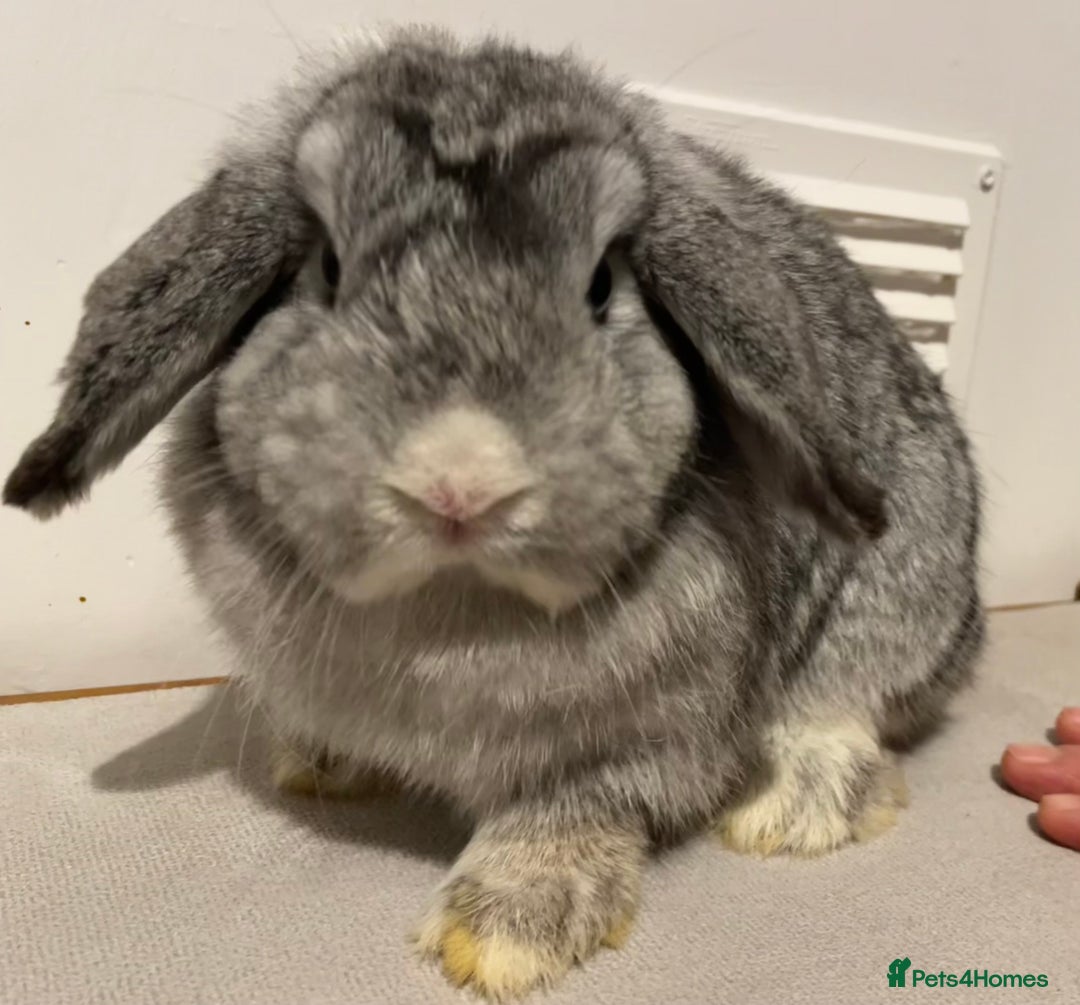 Mini Lop rabbits for sale: Pure Bred Mini Lops 🩵🩷 - Advert 8