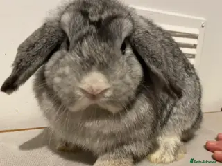 Mini Lop rabbits Pure Bred Mini Lops 🩵🩷 - Advert 20