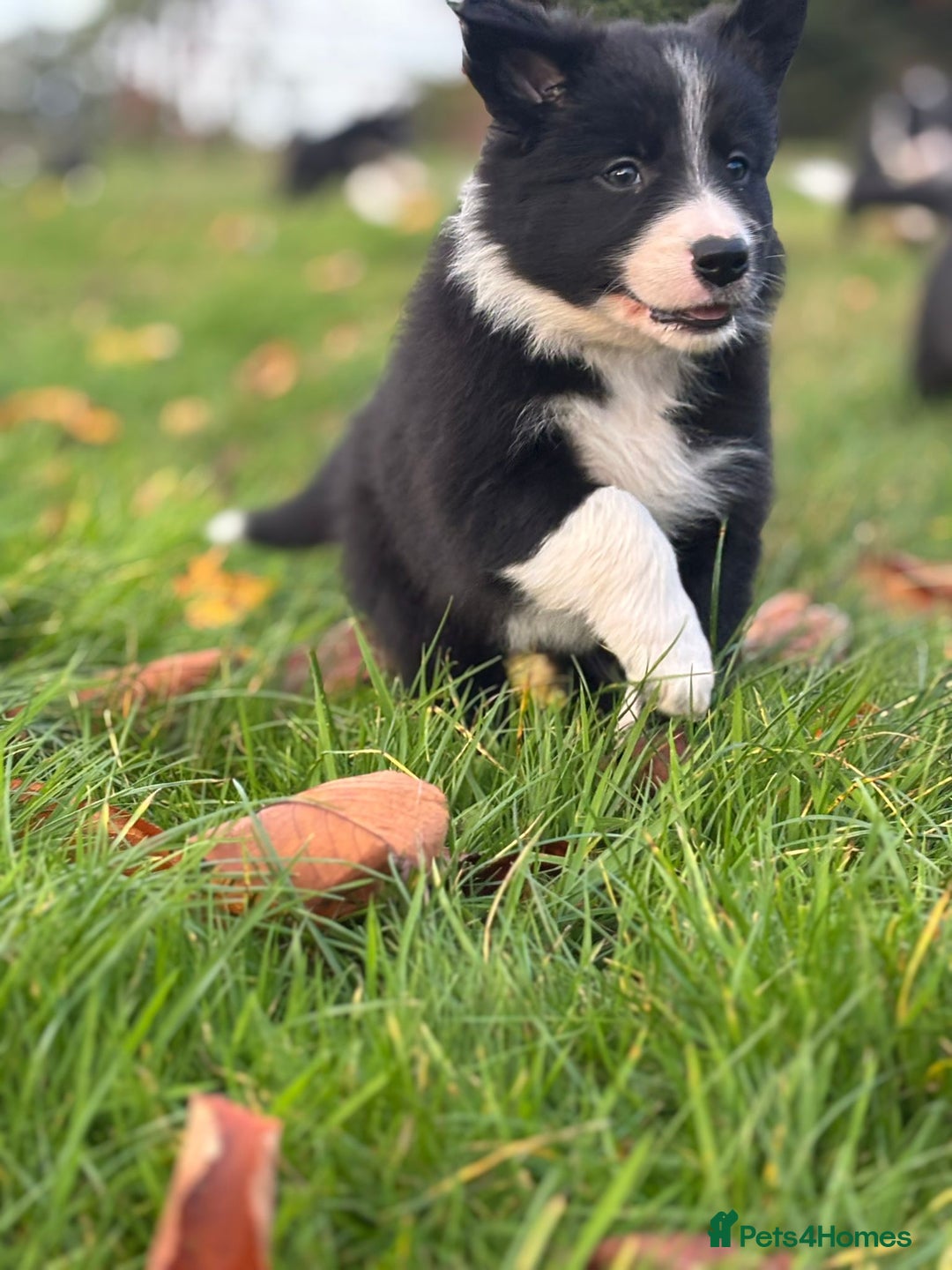 Border Collie dogs for sale: Border Collie puppies - Image 20