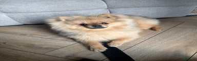 Pomeranian Puppy 2