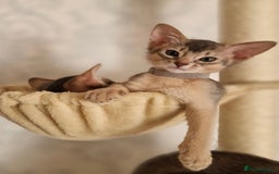 Abyssinian cats for sale: Abyssinian Kittens - Image 11