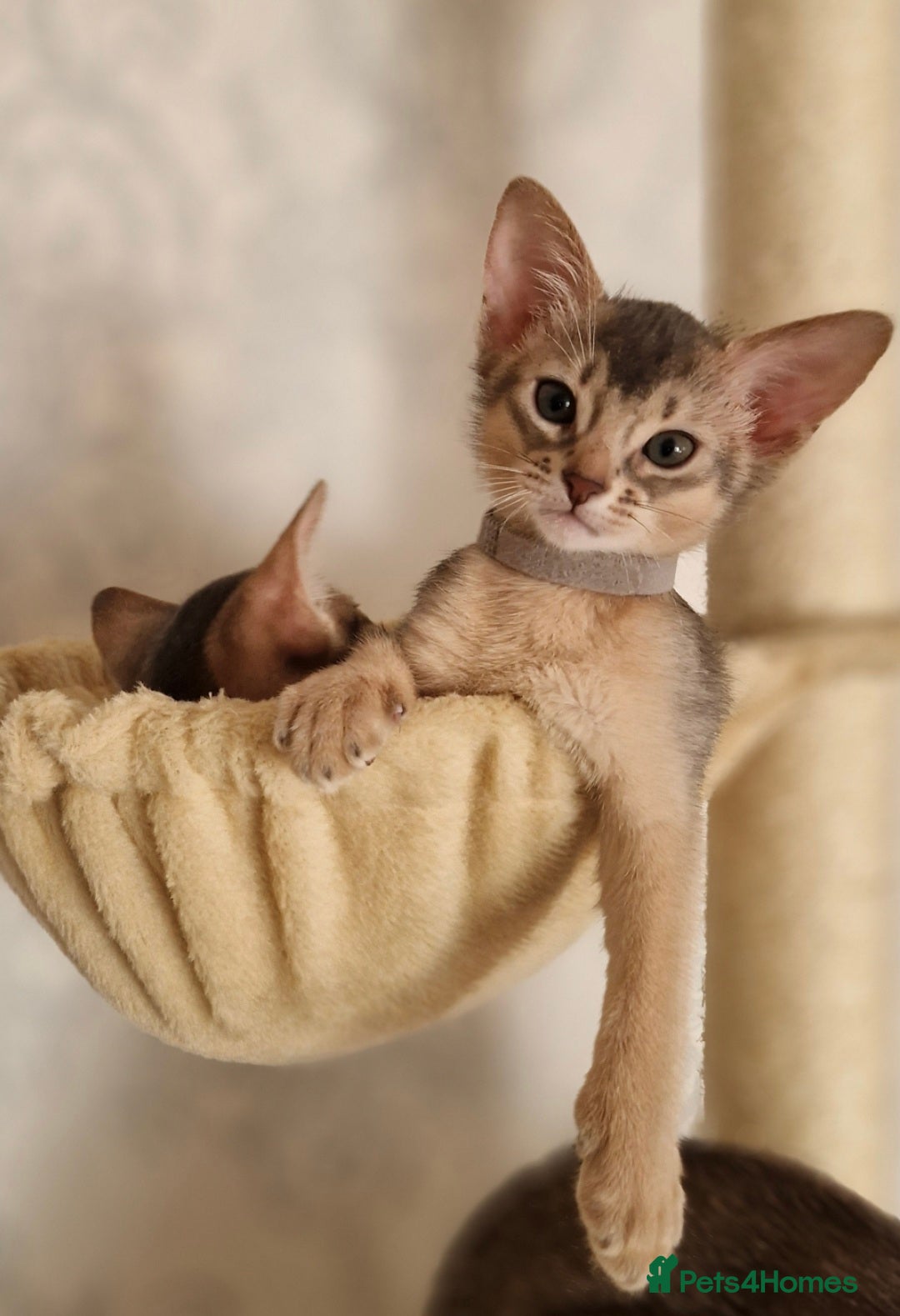 Abyssinian cats for sale: Abyssinian Kittens - Image 11