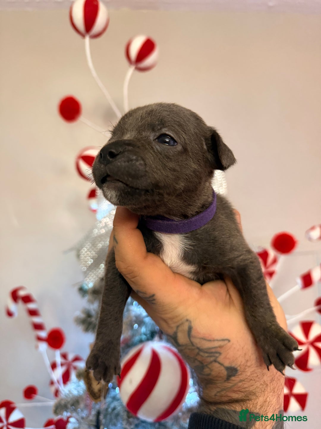 Staffordshire Bull Terrier dogs for sale: Champion sired Staffordshire bull terriers - Advert 5