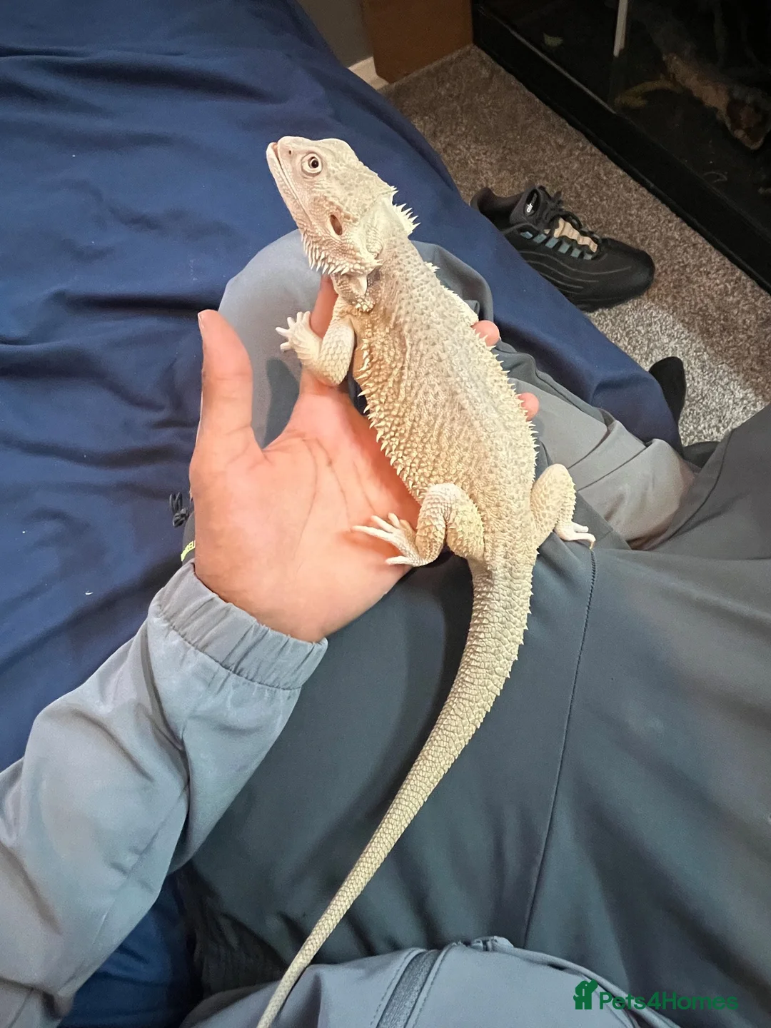 Bearded Dragon reptiles for sale: Hypo zero bearded dragon  - Advert 2