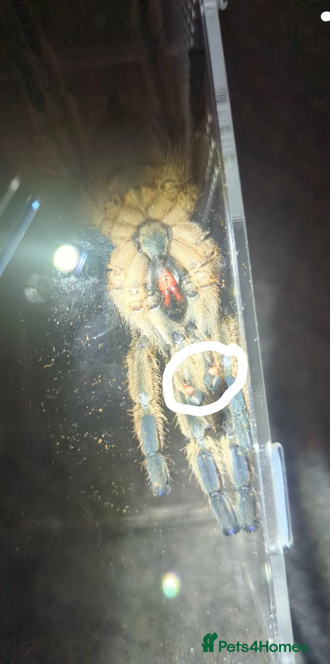 Tarantulas invertebrates for sale: P hatihati purple earth tiger tarantula male  - Advert 2