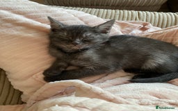 British Shorthair cats for sale: Uniquely- coloured Black & Grey Kitten - Image 8