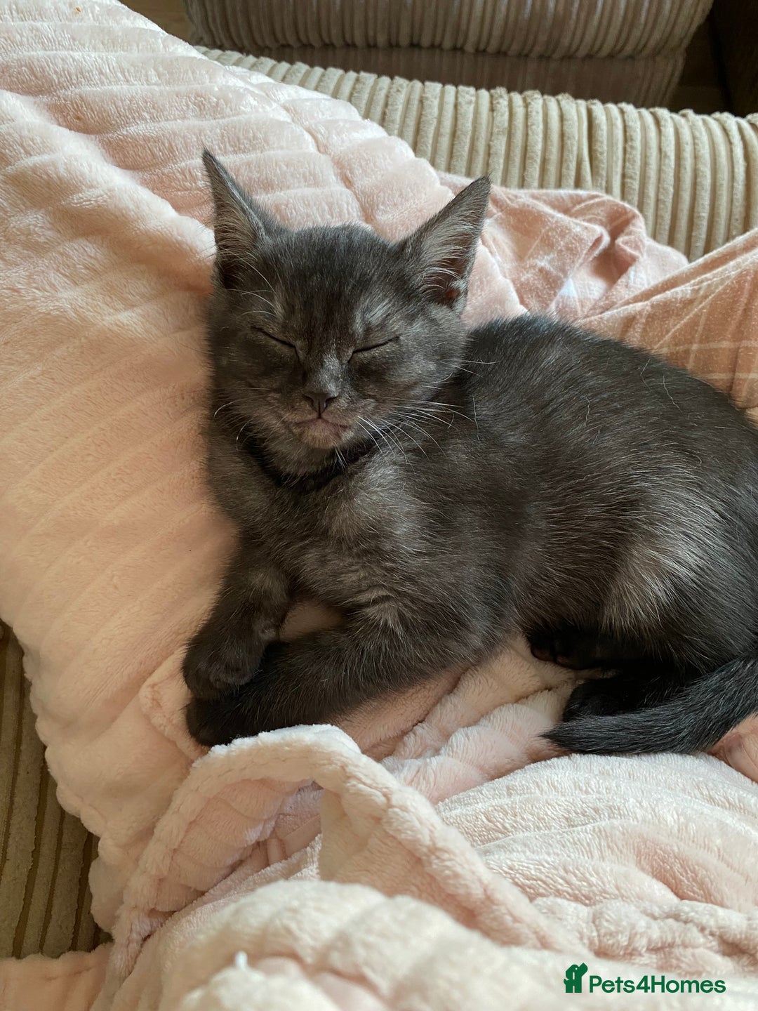 British Shorthair cats for sale: Uniquely- coloured Black & Grey Kitten - Image 8